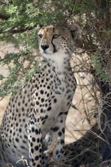 Cheetah, Acinonyx jubatus, in Serengeti National Park, Tanzania