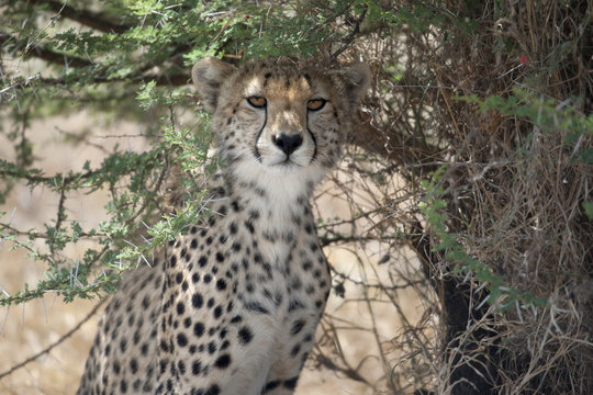 Cheetah, Acinonyx jubatus, in Serengeti National Park, Tanzania