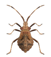 Dock bug, Coreus marginatus, species of squash bug