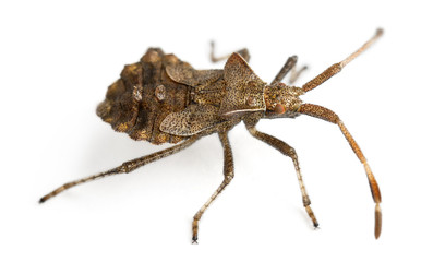Dock bug, Coreus marginatus, species of squash bug