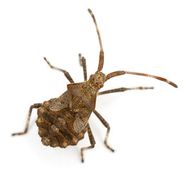 Dock bug, Coreus marginatus, species of squash bug