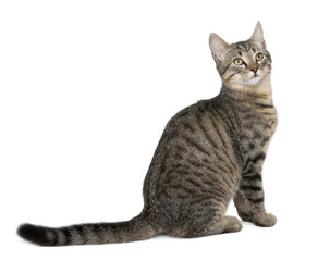 Naklejka premium Mixed-breed cat, Felis catus, 6 months old, sitting