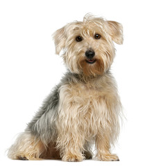Yorkshire Terrier, sitting in front of white background