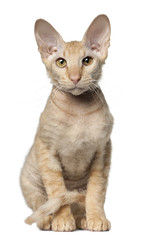 Peterbald cat, in front of white background