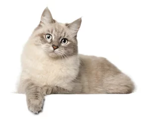 Fototapeten Siberian cat, in front of white background © Eric Isselée