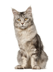 Maine Coon cat, 1 year old, sitting in front of white background