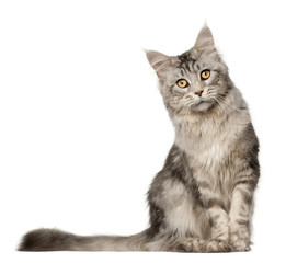 Maine Coon cat, 1 year old, sitting in front of white background