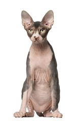 Sphynx cat, 7 months old, sitting in front of white background