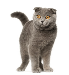 Scottish Fold kitten, 4 months old, standing