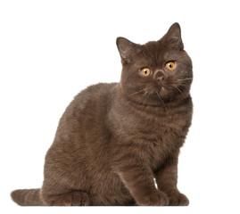 British shorthair cat, kitten, 4 months old, sitting