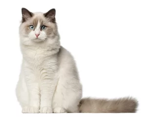 Fotobehang Ragdoll cat, 6 months old, sitting in front of white background © Eric Isselée