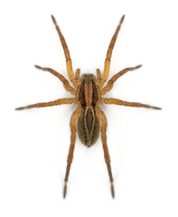 Spider, Pirata piraticus, in front of white background