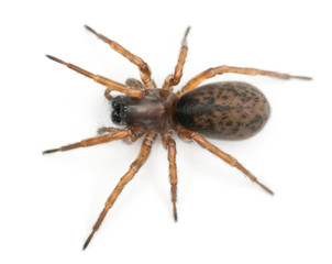 Tangled nest spider, Night spider or Hacklemesh weaver