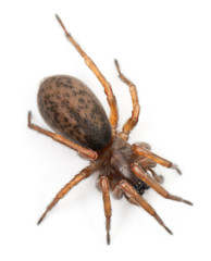 Tangled nest spider, Night spider or Hacklemesh weaver