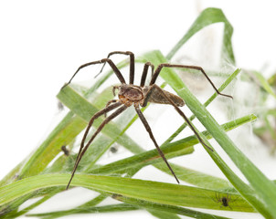 Nursery web spider, Pisaura mirabillis, with spiderling in nest