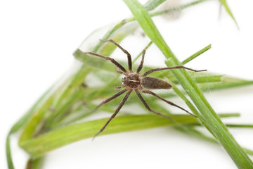 Nursery web spider, Pisaura mirabillis, on nest