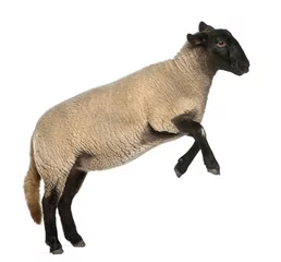 Zelfklevend Fotobehang Female Suffolk sheep, Ovis aries, 2 years old, jumping © Eric Isselée