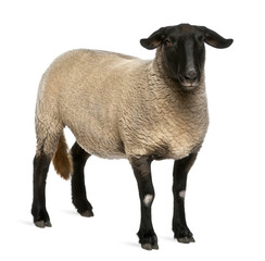 Female Suffolk sheep, Ovis aries, 2 years old, standing