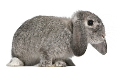 French Lop rabbit, 2 months old, Oryctolagus cuniculus, sitting