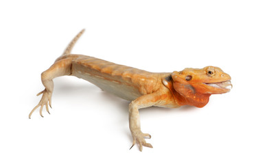 Central Bearded Dragon, Pogona vitticeps