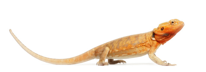 Central Bearded Dragon, Pogona vitticeps