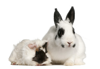 Dalmatian rabbit, 2 months old, and an Abyssinian Guinea pig