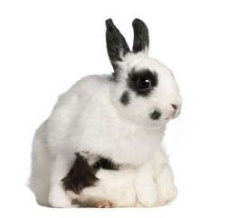 Dalmatian rabbit, 2 months old, and an Abyssinian Guinea pig