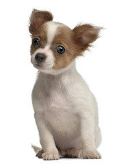 Chihuahua, 3 months old, sitting in front of white background