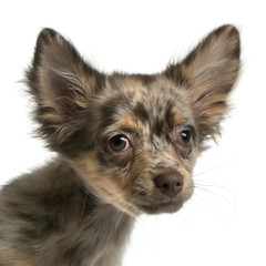 Close-up of Chihuahua, 4 months old