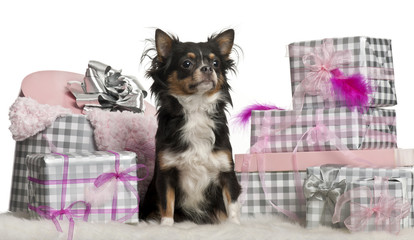 Chihuahua, 9 months old, sitting with Christmas gifts