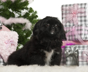 Pekingese puppy, 5 months old, with Christmas tree and gifts