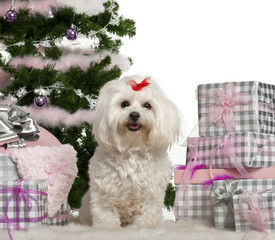Maltese, 3 years old, sitting with Christmas tree and gifts