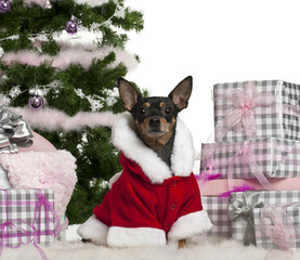 Miniature Pinscher, 3 years old, wearing Santa outfit