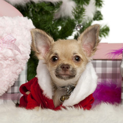 Chihuahua puppy, 5 months old, with Christmas gifts