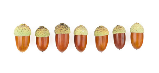 The acorns © Calek