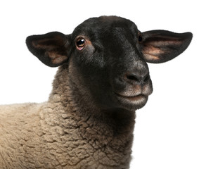 Naklejka premium Female Suffolk sheep, Ovis aries, 2 years old, portrait