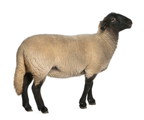 Female Suffolk sheep, Ovis aries, 2 years old, standing © Eric Isselée