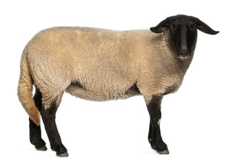 Naklejka premium Female Suffolk sheep, Ovis aries, 2 years old, standing