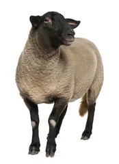 Photo sur Plexiglas Moutons Female Suffolk sheep, Ovis aries, 2 years old, standing