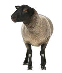 Female Suffolk sheep, Ovis aries, 2 years old, standing