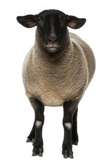 Female Suffolk sheep, Ovis aries, 2 years old, standing