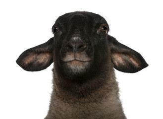 Female Suffolk sheep, Ovis aries, 2 years old, portrait