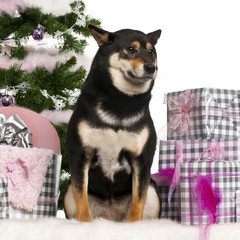 Shiba Inu, sitting with Christmas tree and gifts