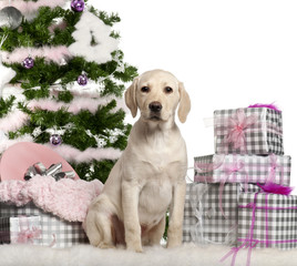 Labrador Retriever puppy, 3 months old, with Christmas tree