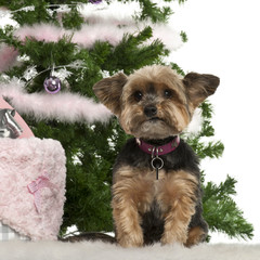 Yorkshire Terrier, 10 years old, sitting with Christmas tree