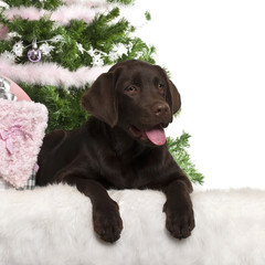 Labrador Retriever puppy, 5 months old, with Christmas gifts