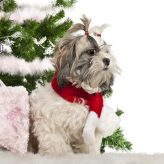 Shih Tzu, 2 years old, sitting with Christmas tree and gifts