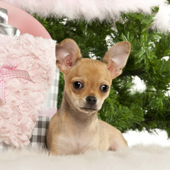 Chihuahua puppy, 4 months old, lying in front of Christmas tree