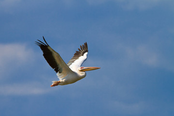 Fototapeta na wymiar white pelican in flight