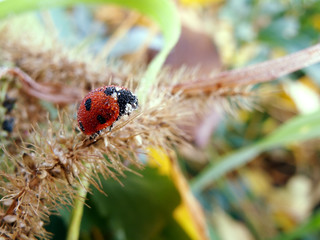 Ladybug wet with dew - autumn, early morning in the garden